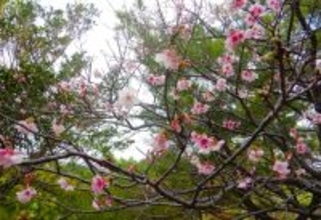 沖縄で桜が満開　ヒカンザクラ　沖縄気象台が発表