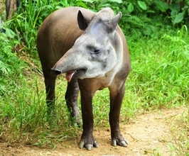 県内唯一の飼育！ 絶滅危惧種のアメリカバク「リン」が5歳に　沖縄・名護市のネオパークオキナワ