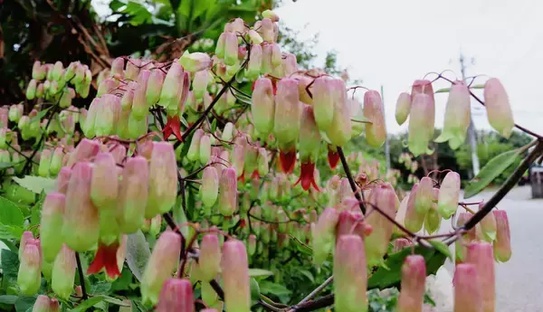 春の到来告げる　セイロンベンケイ　石垣市で開花　緑と紅色、下向きに咲く花が特徴
