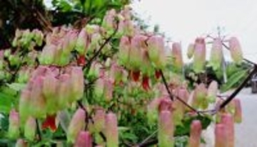 春の到来告げる　セイロンベンケイ　石垣市で開花　緑と紅色、下向きに咲く花が特徴