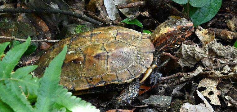 けが乗り越え森へ　リュウキュウヤマガメ「ゲンキくん」野生復帰　沖縄・大宜味村
