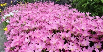 彩るピンク　雨のち一斉に開花　花壇に鮮やかなゼフィランサス咲く　沖縄・石垣市