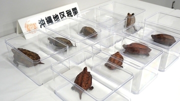 天然記念物100匹を密売計画　中国の闇取引で4千万円もくろむ　中国籍男女４人、那覇地裁で初公判