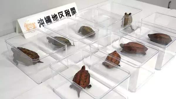 天然記念物100匹を密売計画　中国の闇取引で4千万円もくろむ　中国籍男女４人、那覇地裁で初公判