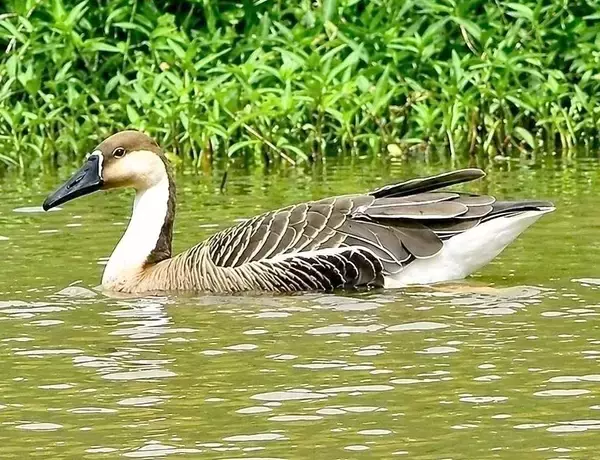 沖縄・宮古諸島では29年ぶり確認　珍鳥サカツラガン　撮影者「すごく興奮」