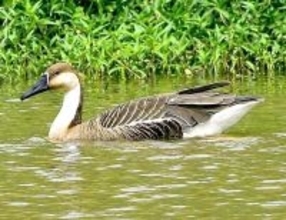 沖縄・宮古諸島では29年ぶり確認　珍鳥サカツラガン　撮影者「すごく興奮」