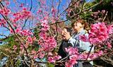 「沖縄・八重岳で桜鮮やかにほころぶ　「日本一早い」春の訪れ　見頃はいつ？」の画像1