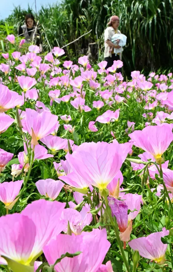 春色満開　淡いピンクのヒルザキツキミソウ　風に揺れる　沖縄・読谷の残波岬公園