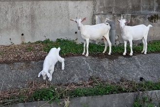 ［沖縄days］かわいいヤギと遭遇　沖縄・南風原町
