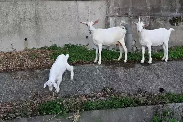［沖縄days］かわいいヤギと遭遇　沖縄・南風原町