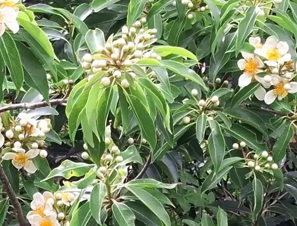 梅雨の時季にイジュの花　野山を彩る　県道104号沿いなど　沖縄・恩納村