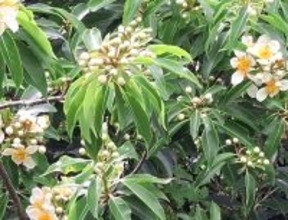 梅雨の時季にイジュの花　野山を彩る　県道104号沿いなど　沖縄・恩納村