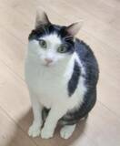 「［わが家のアイドル］ハスキーな鳴き声でおねだり」の画像1