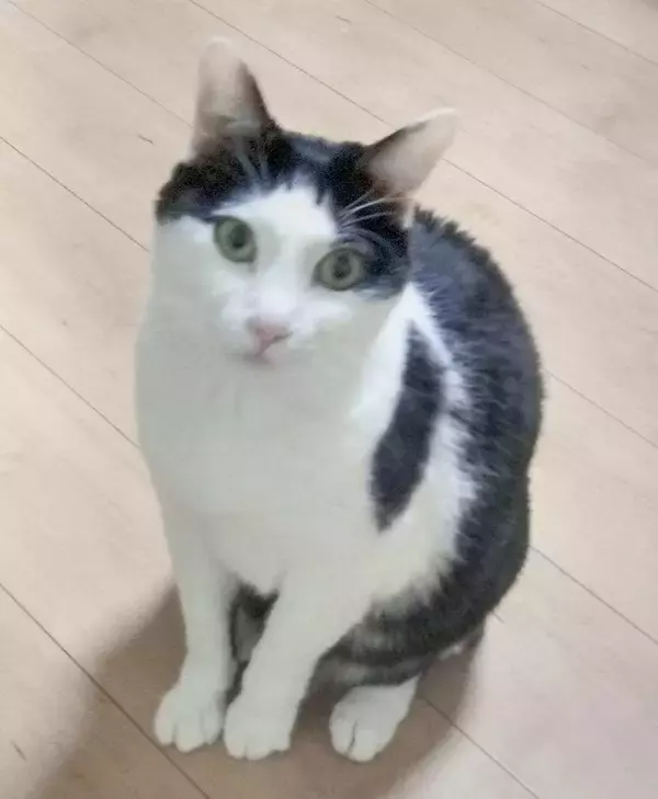 ［わが家のアイドル］ハスキーな鳴き声でおねだり