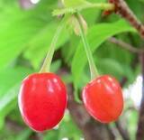 「これもサクランボ？　沖縄のヒカンザクラに鮮やか赤い実　石垣市の民家で」の画像1