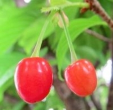 これもサクランボ？　沖縄のヒカンザクラに鮮やか赤い実　石垣市の民家で