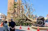 「「本当にショック」台風で倒れた沖縄市のガジュマル　復活願う声続々、再生は可能か」の画像1