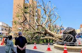 「本当にショック」台風で倒れた沖縄市のガジュマル　復活願う声続々、再生は可能か