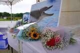 「「圧倒的アイドルだった」　イルカの「オキちゃん」悼みファン涙　沖縄・海洋博公園に献花台【写真複数】」の画像1