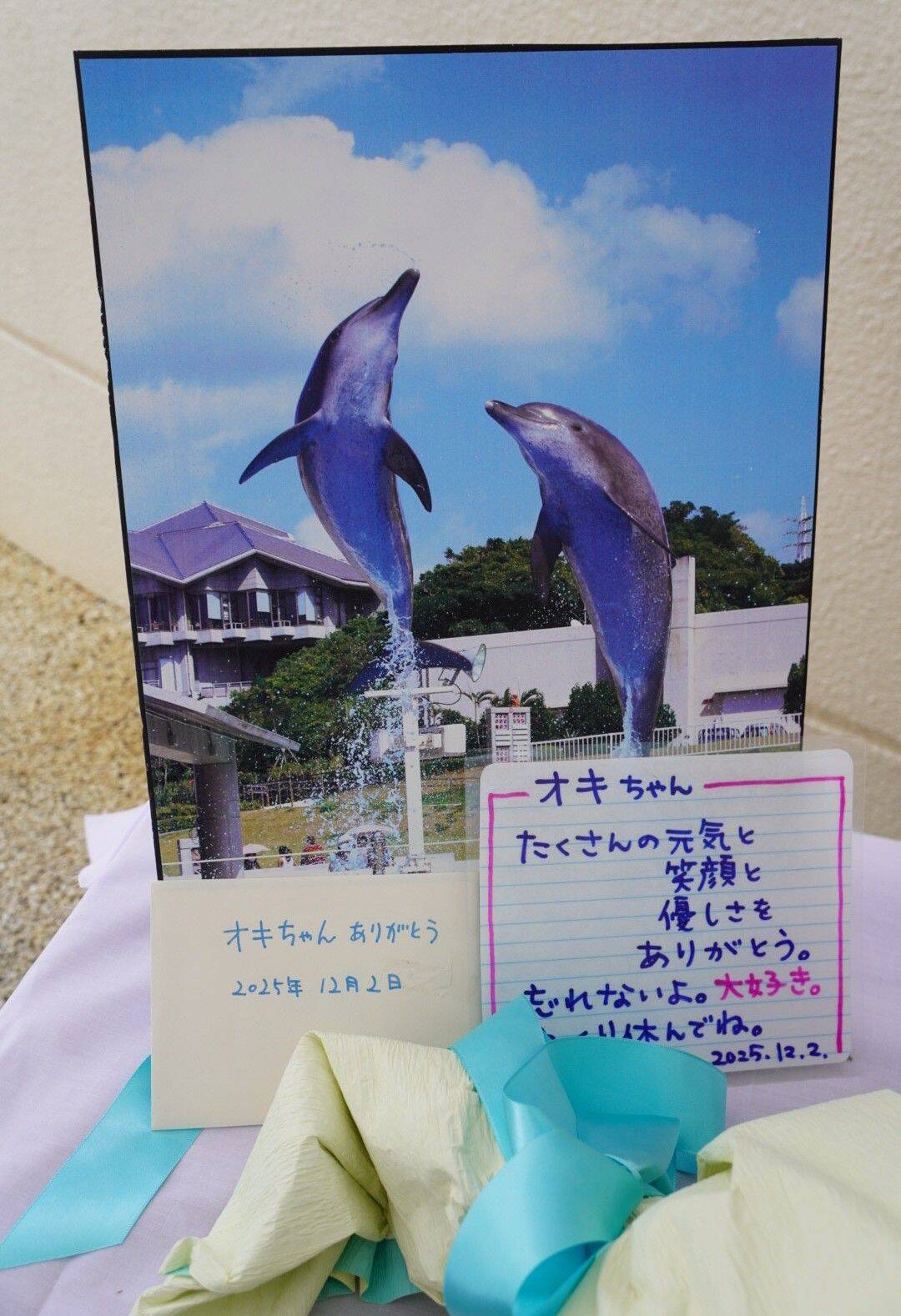 「圧倒的アイドルだった」　イルカの「オキちゃん」悼みファン涙　沖縄・海洋博公園に献花台【写真複数】