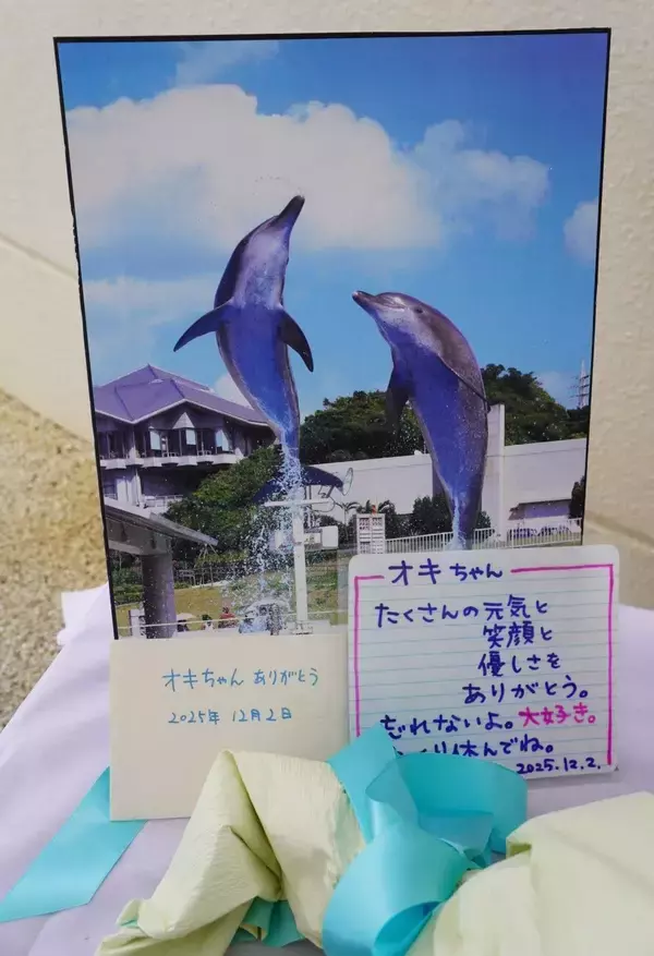「「圧倒的アイドルだった」　イルカの「オキちゃん」悼みファン涙　沖縄・海洋博公園に献花台【写真複数】」の画像
