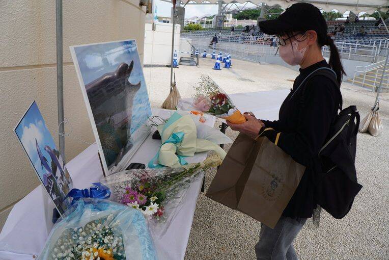 「圧倒的アイドルだった」　イルカの「オキちゃん」悼みファン涙　沖縄・海洋博公園に献花台【写真複数】