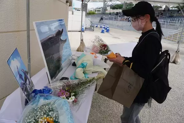 「「圧倒的アイドルだった」　イルカの「オキちゃん」悼みファン涙　沖縄・海洋博公園に献花台【写真複数】」の画像