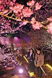 「城壁に映える夜桜　世界遺産で幻想的なピンク　沖縄・今帰仁城跡で2月8日まで」の画像1