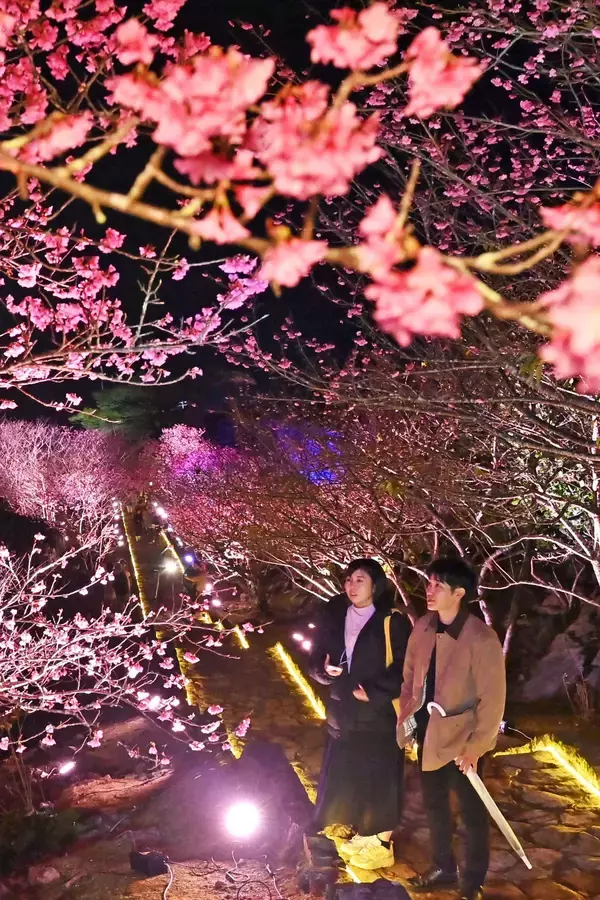 城壁に映える夜桜　世界遺産で幻想的なピンク　沖縄・今帰仁城跡で2月8日まで
