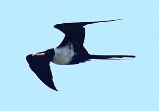 「目を疑いました」　迷鳥コグンカンドリ21羽の群れ　国内最多飛来数か　沖縄・糸満市上空で確認