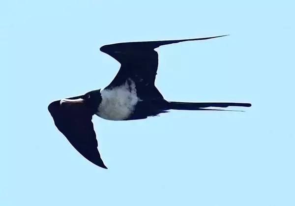 「目を疑いました」　迷鳥コグンカンドリ21羽の群れ　国内最多飛来数か　沖縄・糸満市上空で確認