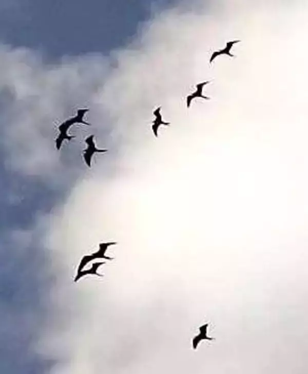 「「目を疑いました」　迷鳥コグンカンドリ21羽の群れ　国内最多飛来数か　沖縄・糸満市上空で確認」の画像