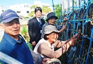出所はエジプト王家の墓？　託されたエンドウ豆を収穫　沖縄・宜野湾市で