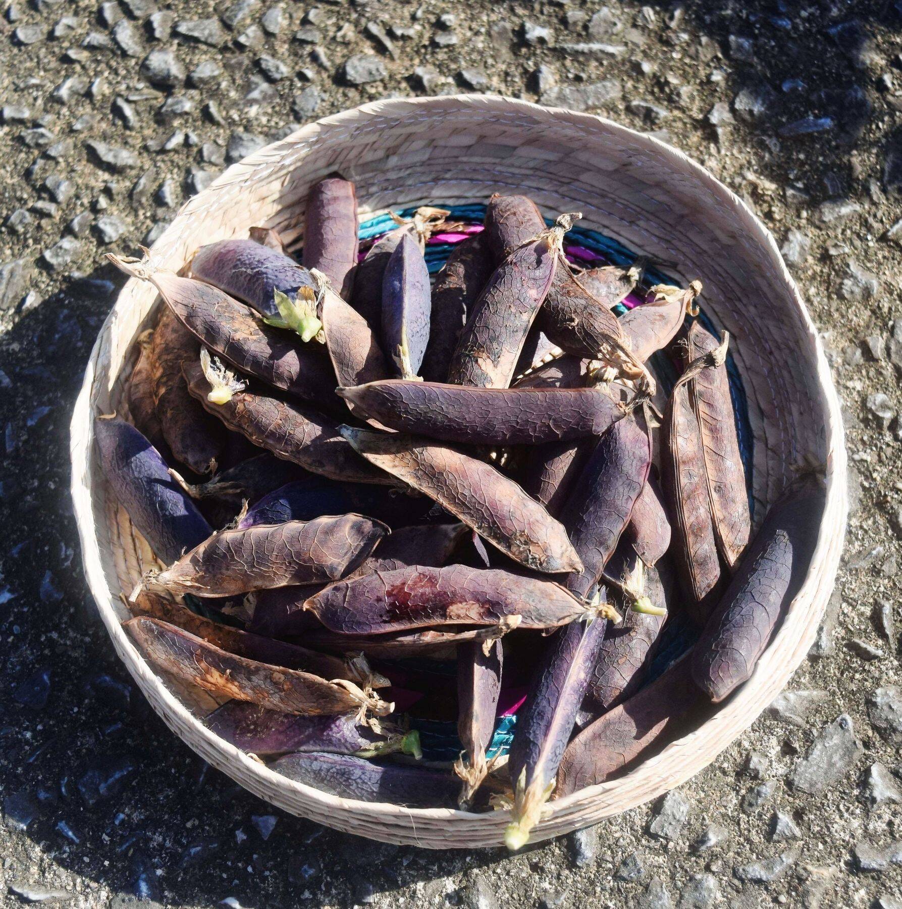 出所はエジプト王家の墓？　託されたエンドウ豆を収穫　沖縄・宜野湾市で