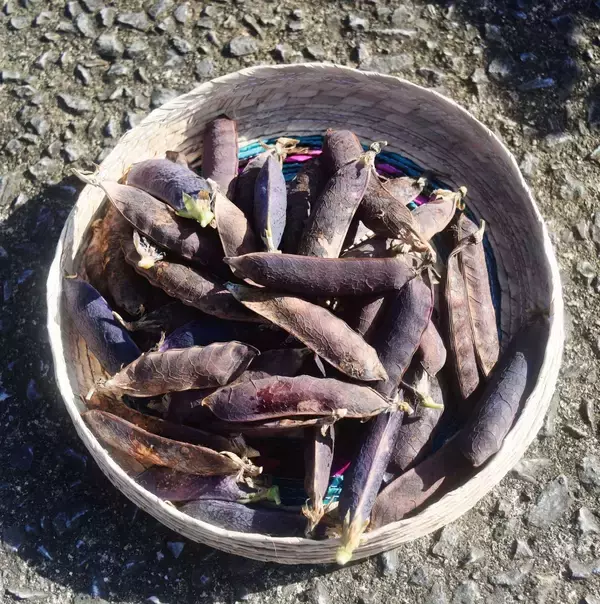 「出所はエジプト王家の墓？　託されたエンドウ豆を収穫　沖縄・宜野湾市で」の画像