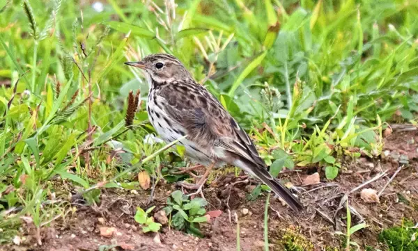 想定外の出合い！まれな迷鳥「マキバタヒバリ」、石垣島で確認　欧州などで繁殖の鳥