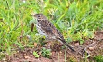 想定外の出合い！まれな迷鳥「マキバタヒバリ」、石垣島で確認　欧州などで繁殖の鳥