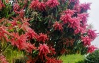 「ブーゲンビリア？」　鮮やかなピンクの花　宜野湾の公園に咲くツクバネタデノキ