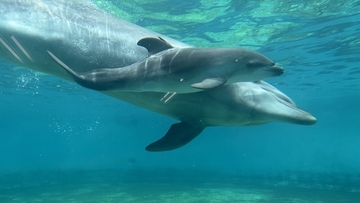 バンドウイルカの赤ちゃん誕生　沖縄美ら海水族館で一般公開　母子ともに元気