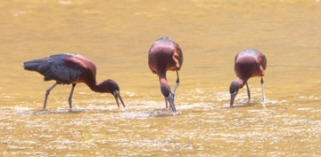 渡り鳥のブロンズトキ、伊良部島で羽休め　オーストラリアなど広範囲に生息　沖縄県・宮古島市