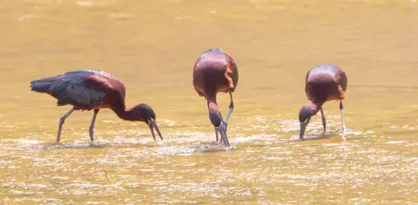 渡り鳥のブロンズトキ、伊良部島で羽休め　オーストラリアなど広範囲に生息　沖縄県・宮古島市