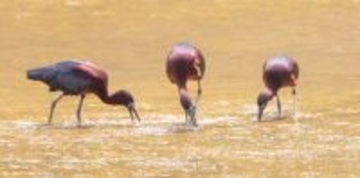 伊良部にブロンズトキ　3羽確認　池で餌ついばむ　宮古島市内で2度目