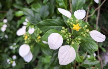 黄色い星形の花　初夏から夏に咲くコンロンカ　沖縄・名護の通称「轟線」