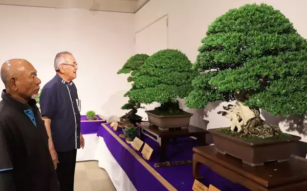造形美あふれる作品にファン魅了　八重山盆栽展が開催　沖縄・石垣市