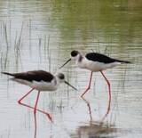 「「ピューイピューイ」と鳴きながら駆け回る　ピンクの細長い足で餌探し　沖縄・国頭村に渡り鳥が飛来」の画像1