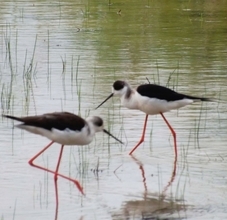 「ピューイピューイ」と鳴きながら駆け回る　ピンクの細長い足で餌探し　沖縄・国頭村に渡り鳥が飛来