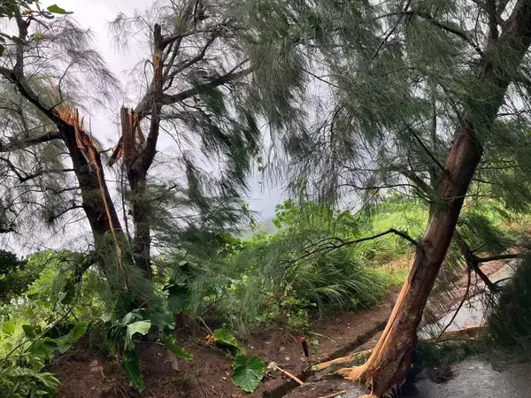 「竜巻か？ 沖縄・小浜島で突風　ごみ箱飛ばされ倒木被害も　竹富町【動画あり】」の画像