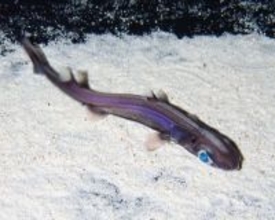 腹部が青く光る深海ザメを公開　世界初の長期飼育　美ら海水族館、5月6日まで