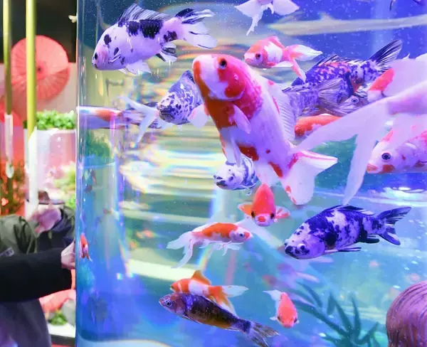 「沖縄金魚ミュージアムがリニューアル　餌やりやおみくじ追加　写真映えアート空間」の画像