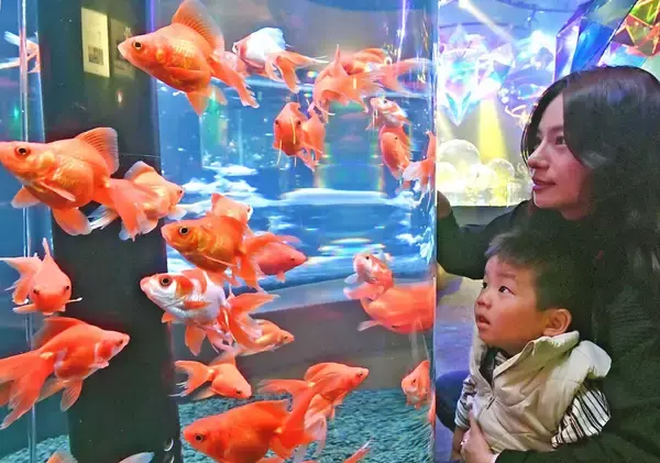 「沖縄金魚ミュージアムがリニューアル　餌やりやおみくじ追加　写真映えアート空間」の画像